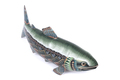 Salmon Fish 
