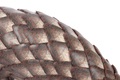 Pangolin