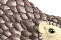 Pangolin 