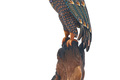 Jon Stuart Anderson Bald Eagle