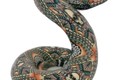Gothic Rattlesnake