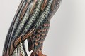 Bald Eagle 2021