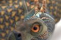 Jon Stuart Anderson Stegosaurus I 2024