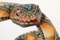 Amber Rattlesnake