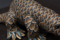 Proto pangolin